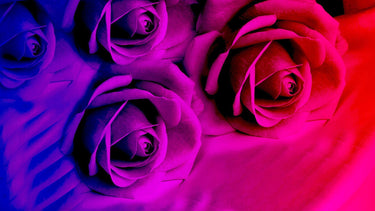 Rainbow Flowers Diamond Painting Kit - DIY Rainbow Flowers-18